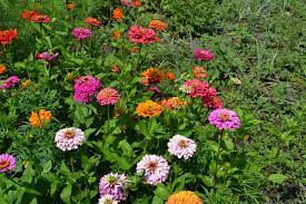 Zinnia- Thumbelina Dwarf Mix