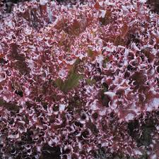 Azirka – Pelleted Lettuce Seed