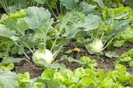 Knol Khol Hybrid Vegetable Seeds