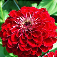 Giant Dahlia Flowered Deep Red – Zinnia Seed