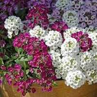 Wandering Mixture – Alyssum Seed