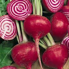 Beetroot- Chioggia