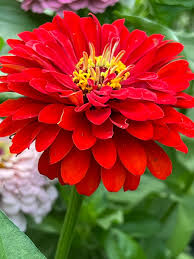 Zinnia- Benary's Giant Deep Red