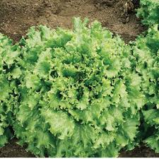 Verigo – Lettuce Seed