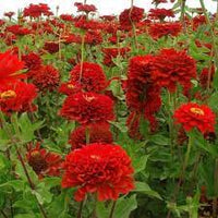 Zinnia- Zinderella Red