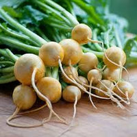 Radish- Zlata Yellow