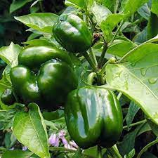 Capsicum Green Vegetable Seeds