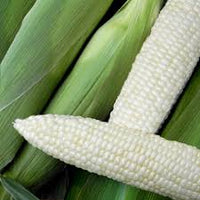 Xtra-Tender 3473 – Treated Corn Seed