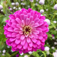 Uproar Rose – Zinnia Seed