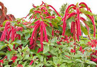 Amaranth- Caudatus Red