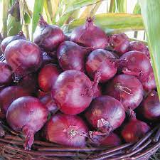 Onion Nasik Red Vegetable Seeds