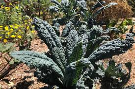 Black Magic Organic Lacinato Kale Seeds