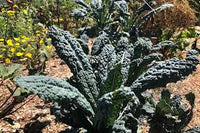 Black Magic Organic Lacinato Kale Seeds