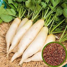 Radish Great Long White Vegetable Seeds