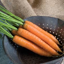 Yaya – Organic Carrot Seed