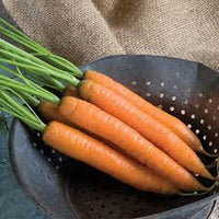 Yaya – Organic Carrot Seed