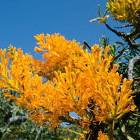 Western Australian Christmas Tree