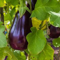 Traviata – Organic Eggplant Seed