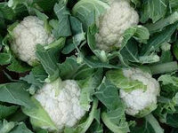 Amazing – Cauliflower Seed