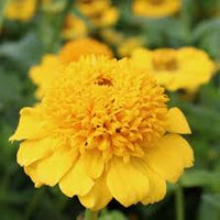 Zinnia- Zinderella Yellow