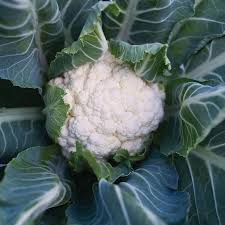 Bishop – Cauliflower Seed