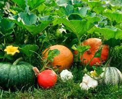 Pumpkin Hybrid Vegetable Seeds