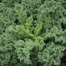 Westlandse Winter – Organic Kale Seed