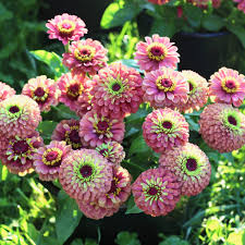 Zinnia- Queeny Lime with Red