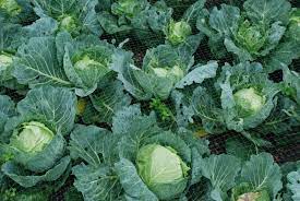 Cabbage Hybrid Vegetable Seeds