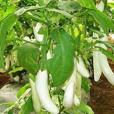 Brinjal White Long Vegetable Seeds