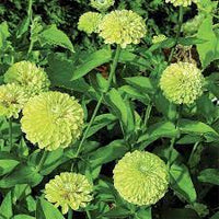 Zinnia- Queeny Lime