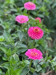 Zinnia- Benary's Giant Bright Pink