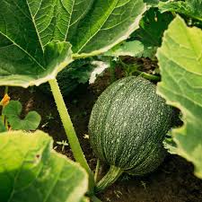 Zucchini Round Tondo Green Vegetable Seeds