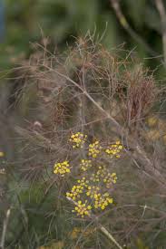 Fennel- Smokey Bronze