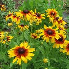 Black Eyed Susan- Rustic Dwarf Mixed