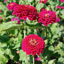 Zinnia- Benary's Giant Wine