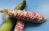 Waxy Corn Seeds Organic Vegetable Seeds