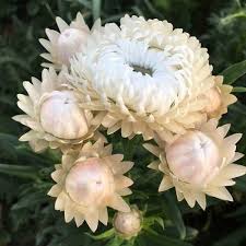 Vintage White – Organic Strawflower Seed