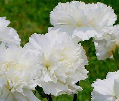 Chabaud Jeanne Dionis – Dianthus Seed