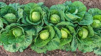 Cabbage Poi Vegetable Seeds