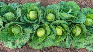 Cabbage Poi Vegetable Seeds