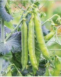 Peas Vegetable Seeds