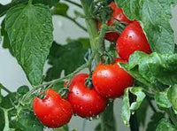 Tomato Marglobe Heirloom Vegetable Seeds