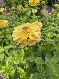 Zinnia- Queeny Lemon Peach