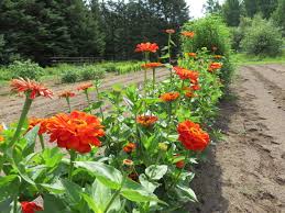 Zinnia- Oriole