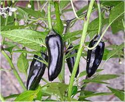 Chilli Hybrid Deep Kali Vegetable Seeds