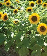 Winter Zohar – Organic Sunflower Seed