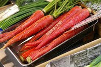 Carrot Selection Red Vegetable Seeds