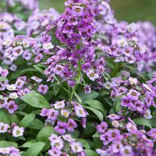 Alyssum- Royal Carpet