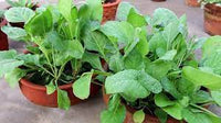 Spinach Organic Vegetable Seeds